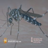 El Ayuntamiento de Monforte del Cid recibe una subvención por importe de 818,47 € para la lucha contra el mosquito tigre durante el ejercicio 2024